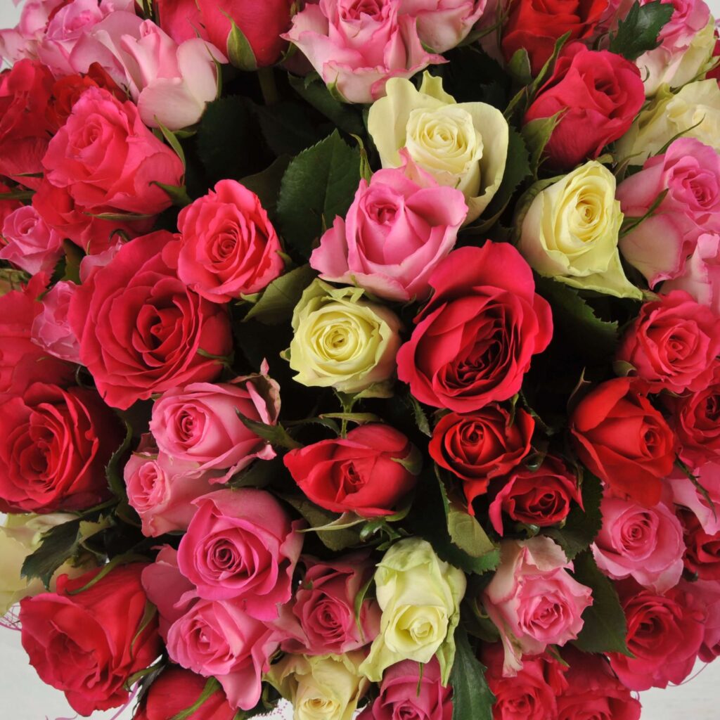 100 Fresh Pink Roses - Homeland Florists