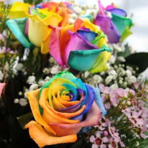 12 Rainbow Roses