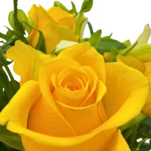 single yellow rose macro