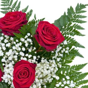 Close up top down ferns gyp 3 rosese