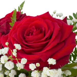 single red naomi roses close up macro