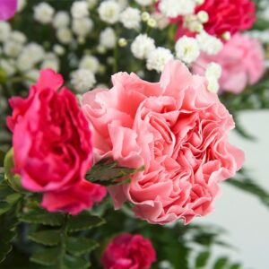 close up macro carnation bouquet pink and cerise