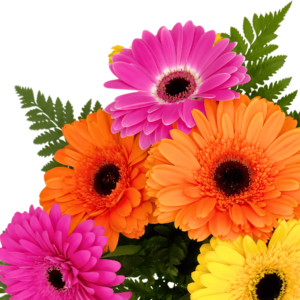 Gerbera close up image showing bright fresh flowers