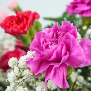 cerise pink macro carnation flower and mini carnation red