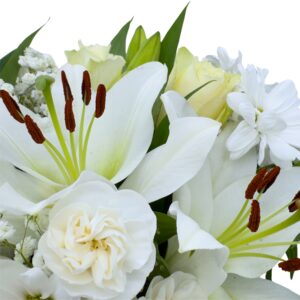 all white macro lily from all white