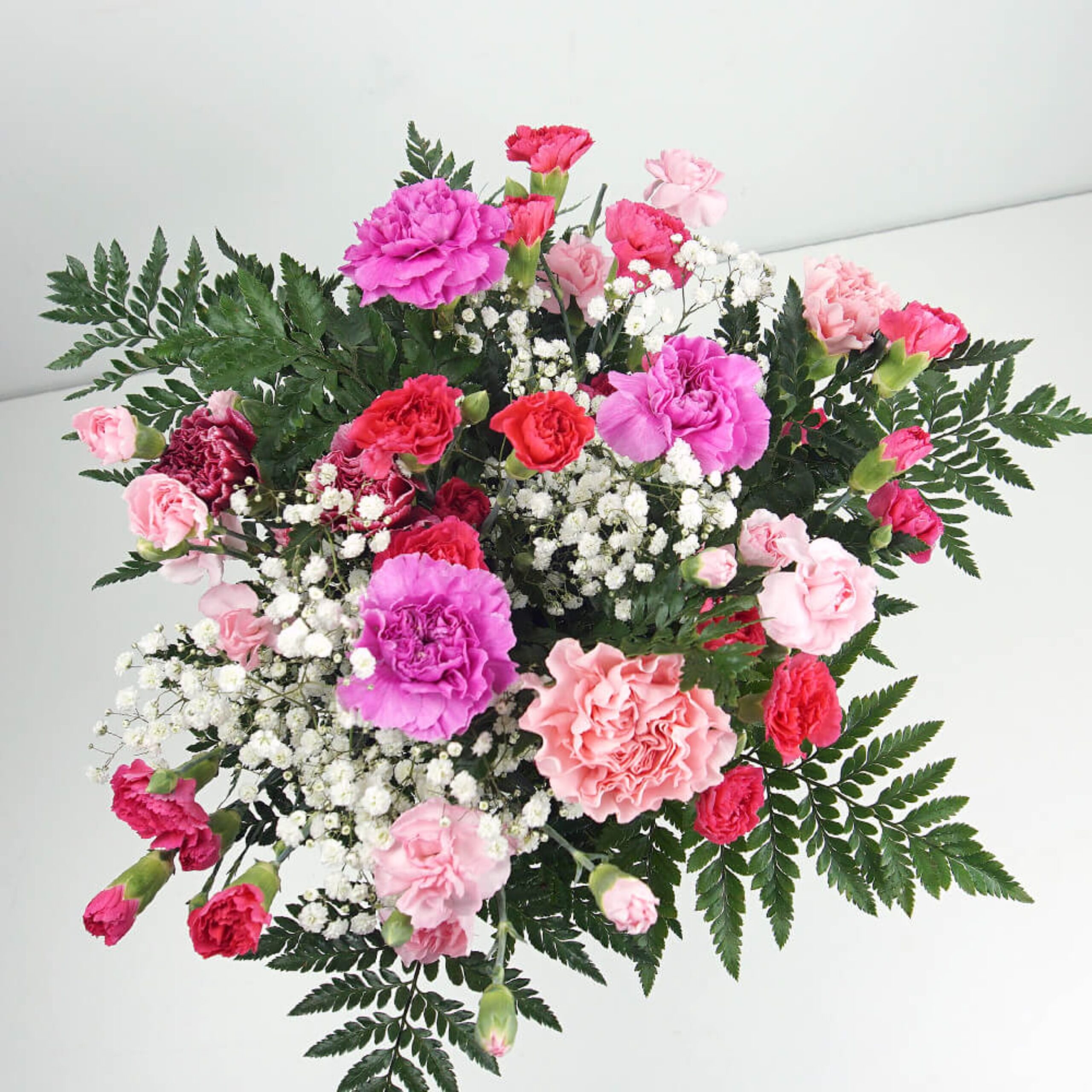 Carnations Carnations: Types,