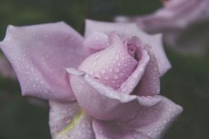 Flowers & Brits are not so different