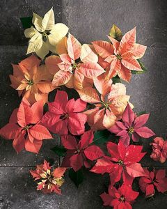 Perfect Poinsettia