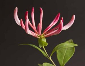Rose & Honeysuckle are June Birthday Flowers