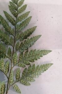 back of Leather Leaf