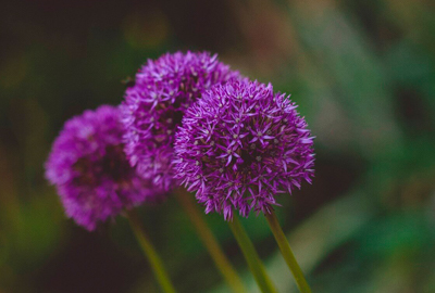 Allium Flowers