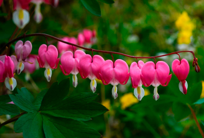 Bleeding Heart Flowers