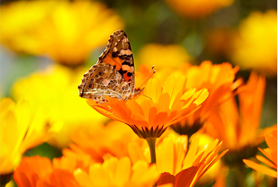 Calendula Flowers