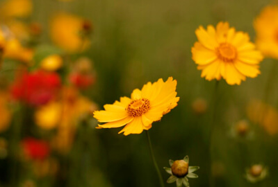 Coreopsis Flowers