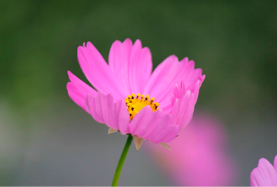 Cosmos Flowers