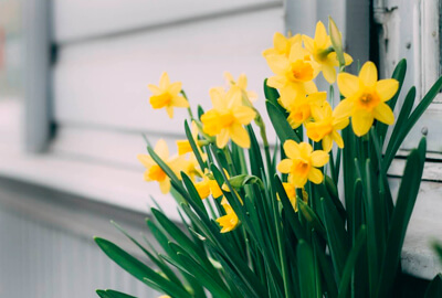 Daffodil Flowers