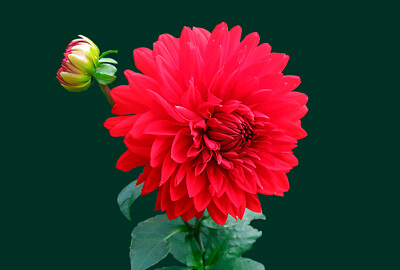 Dahlias Flowers