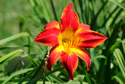 Daylily Flowers
