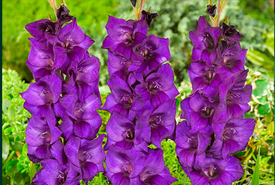 Gladiolus Flowers