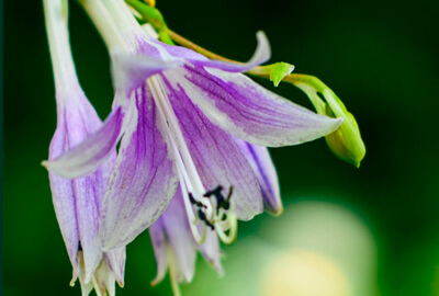 Hosta Flowers