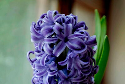 Hyacinth Flowers