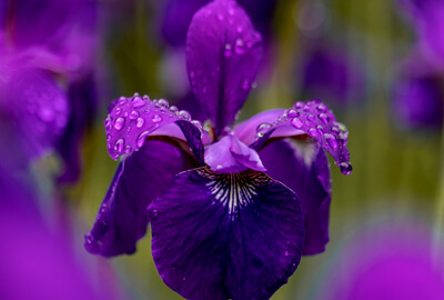 Iris Flowers