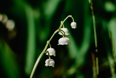 Lily of the Valley Flowers