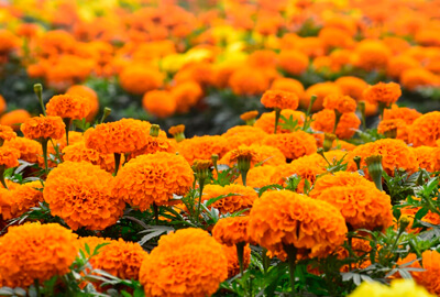 Marigold Flowers
