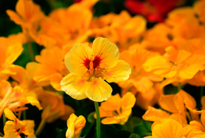 Nasturtium Flowers