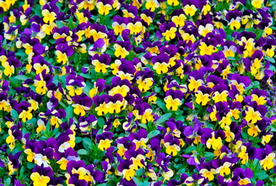 Pansy Flowers