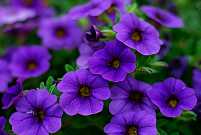 Petunia Flowers