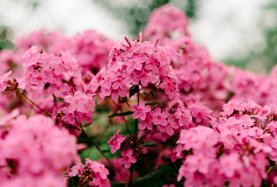 Phlox Flowers