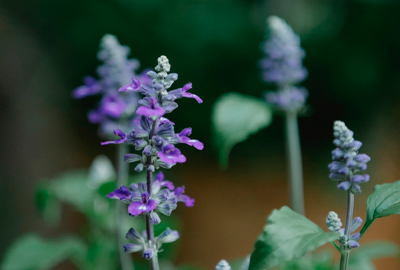 Salvia Flowers