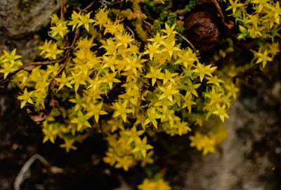 Sedum Flowers