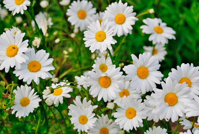 Shasta Daisy Flowers