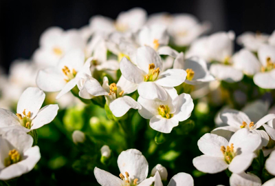 Sweet Alyssum Flowers