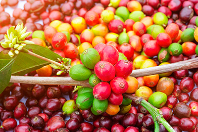 Beans Vegetables to Grow