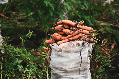 Carrots Vegetables to Grow
