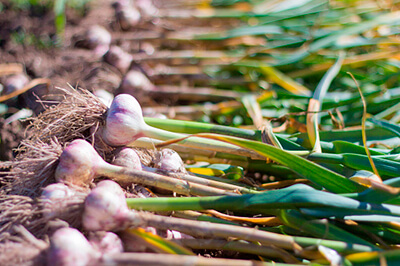 Garlic Vegetables to Grow