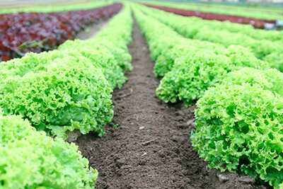 Lettuce Vegetables to Grow