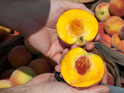 Peaches Easy to Grow Fruit