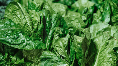 Spinach Vegetables to Grow