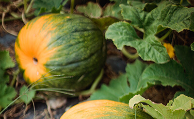 Squash Vegetables to Grow