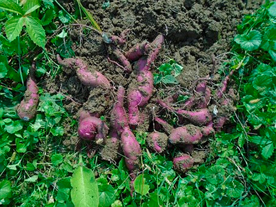 Sweet Potatoes Vegetables to Grow