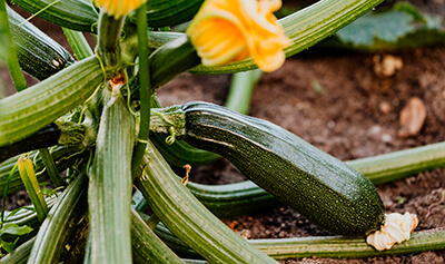 Zucchini Vegetables to Grow