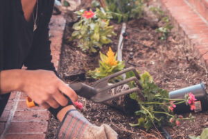 Hot Weather Gardening Gardening Activities